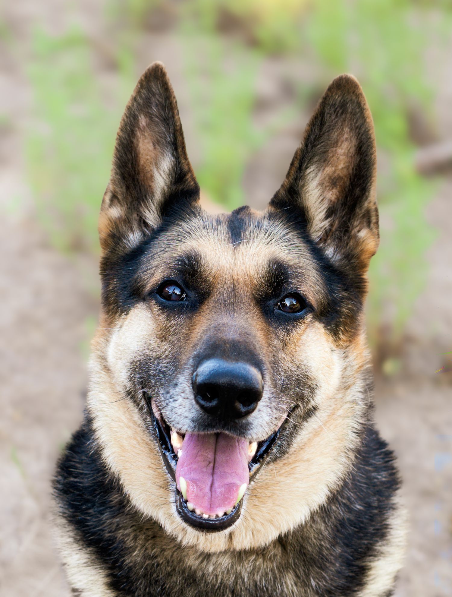 A happy German Shepherd dog with erect ears and open mouth, posing outdoors with a blurred green background.