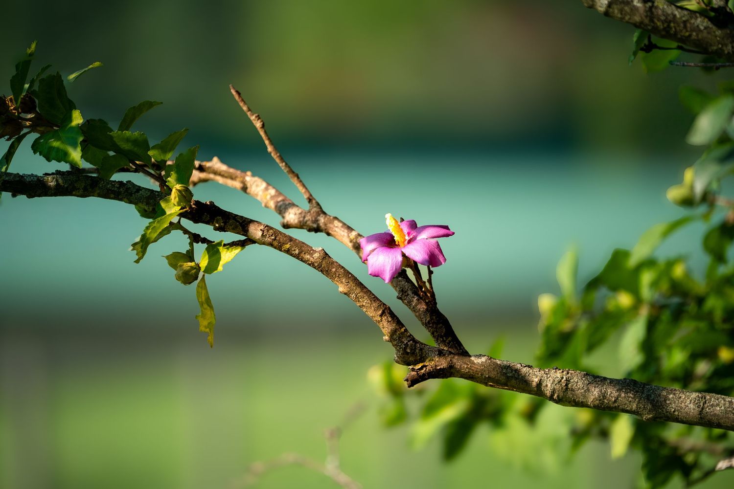 A vibrant pink flower blooms on a bare tree branch with green leaves against a soft blurred teal background.