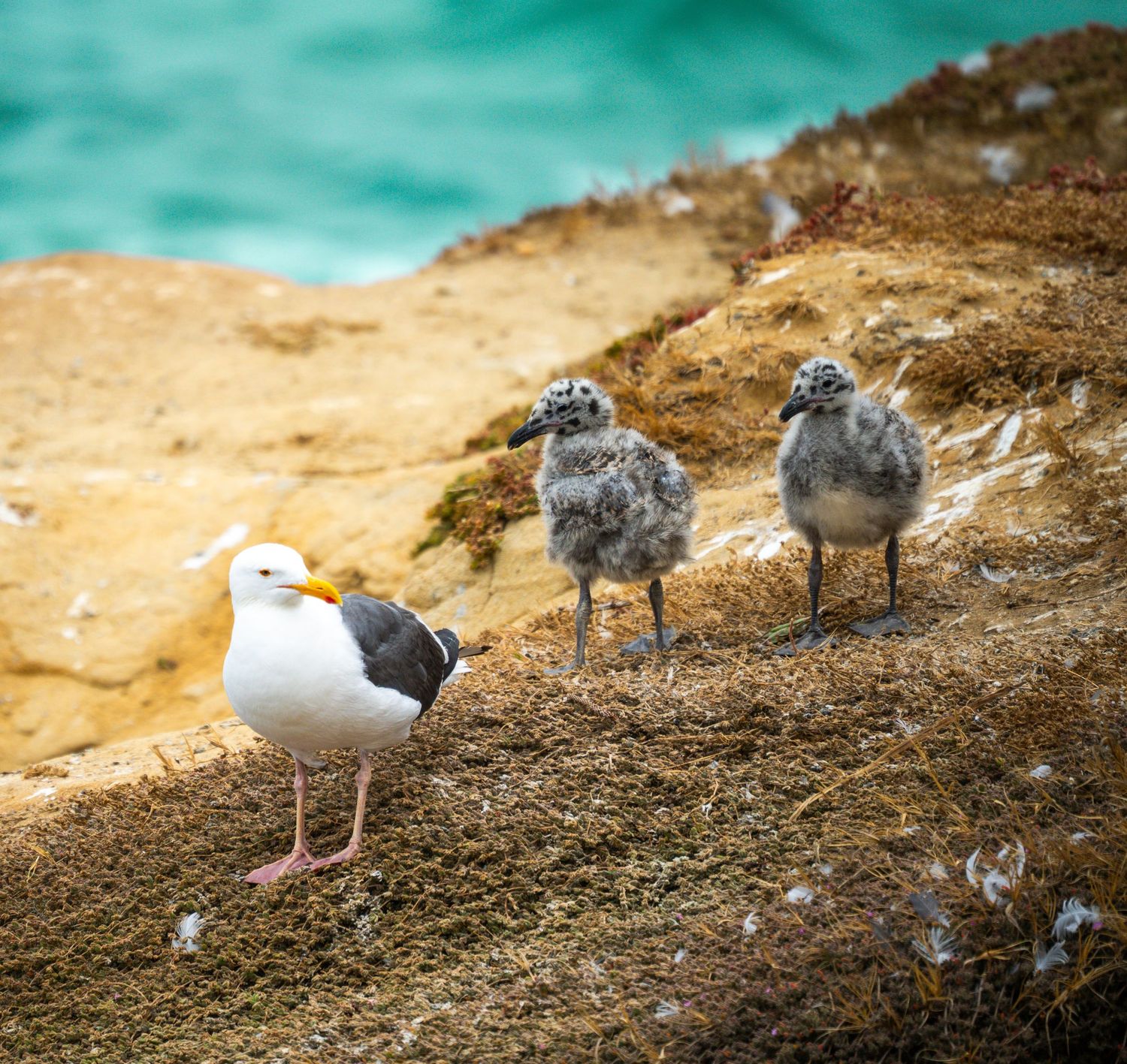 Adult seagull with two fluffy chicks perched on rocky coastal cliff with turquoise ocean water in background.
