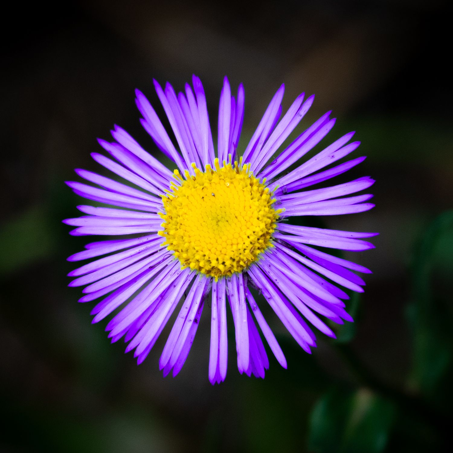 A vibrant purple aster flower with bright yellow center blooms against a dark blurred background.