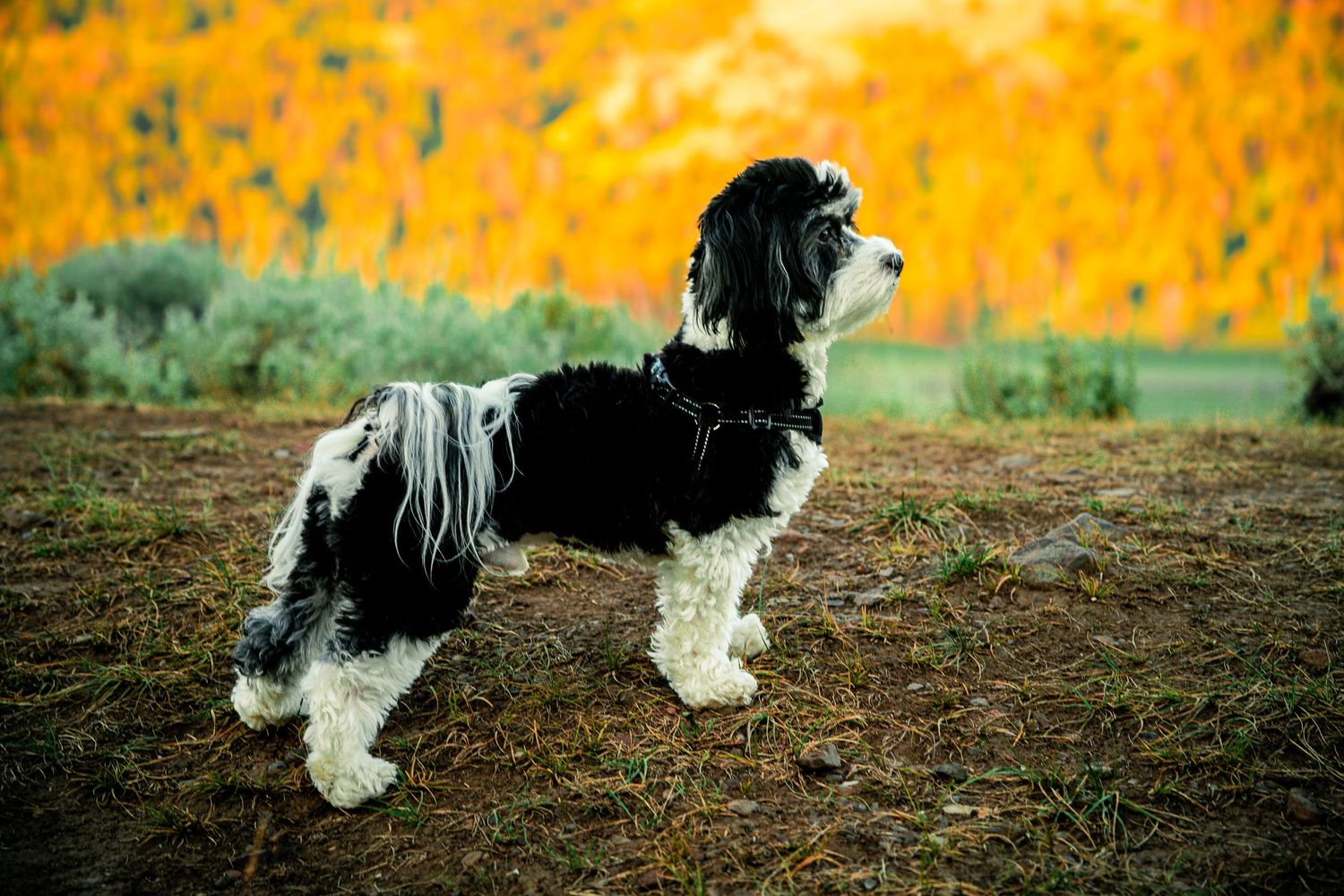Black and white Havanese dog standing alert outdoors with vibrant orange autumn foliage in the background.