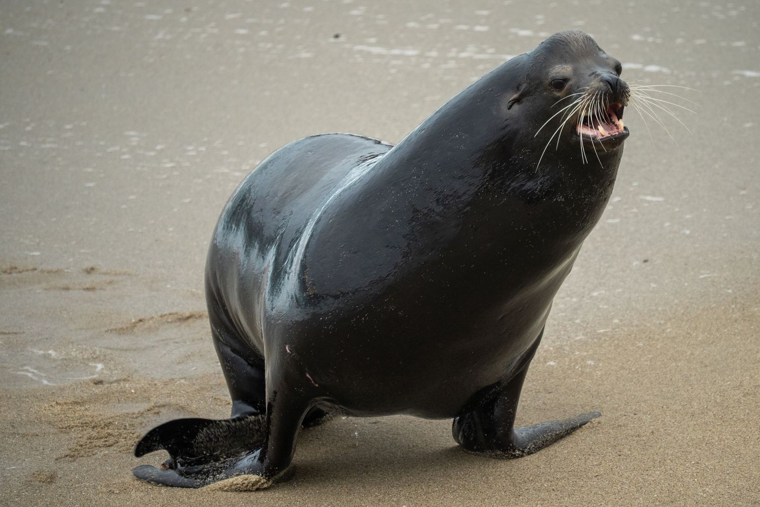 A dark sea lion barking on a sandy beach shore.