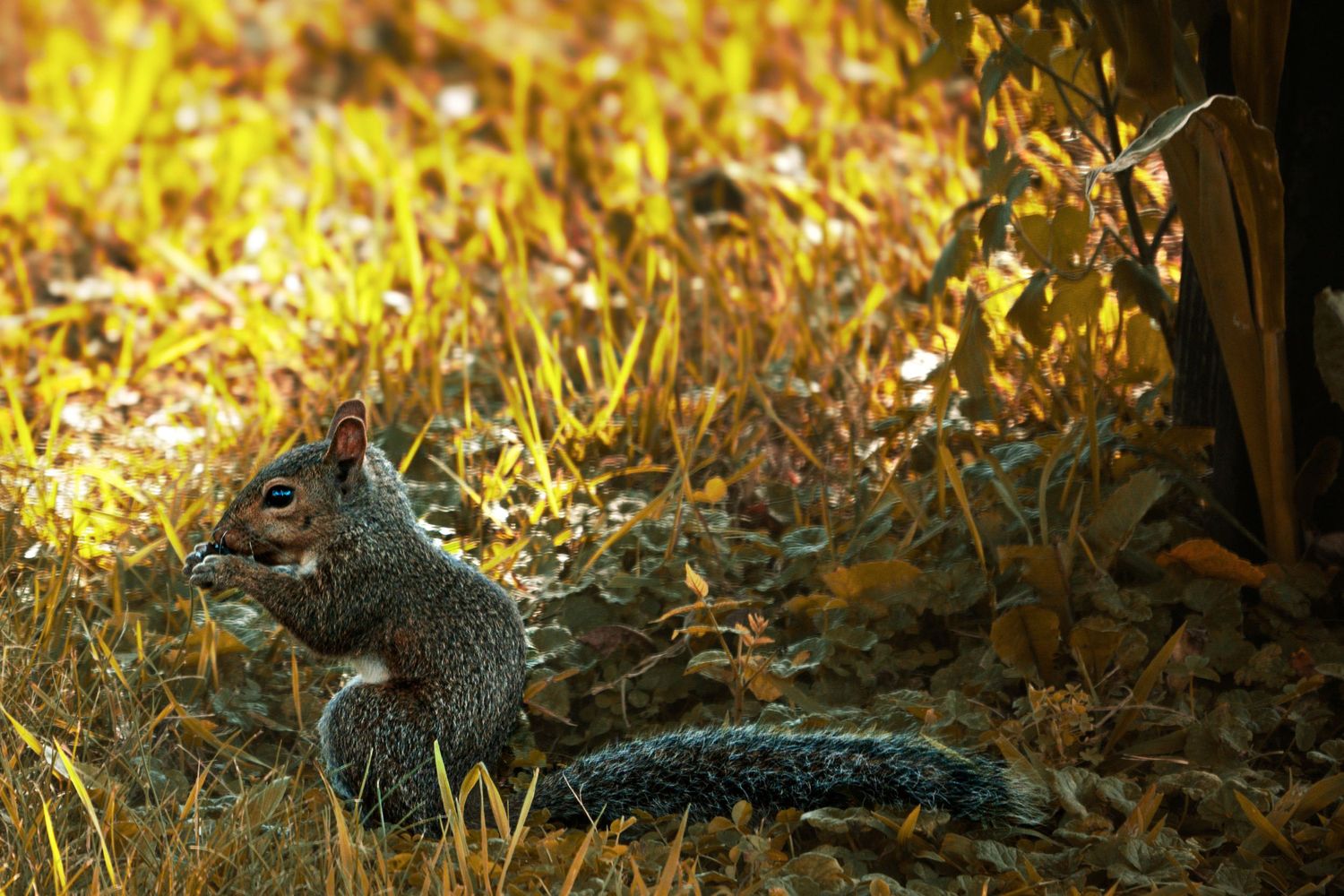 A gray squirrel forages among golden autumn leaves and dry grass in a sunlit woodland setting.