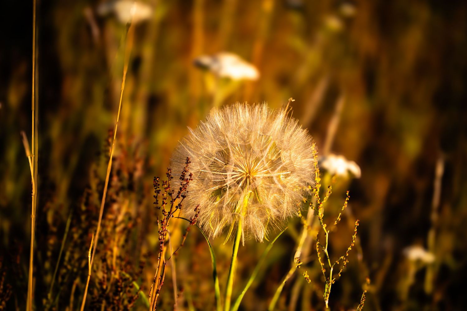 A golden dandelion seed head glows in warm sunlight among wild grasses in a sunlit meadow.