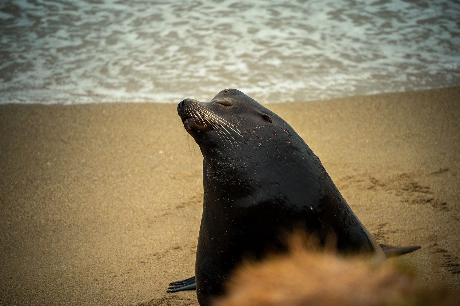 A sea lion rests on a sandy beach near ocean waves, lifting its head gracefully in natural coastal habitat.
