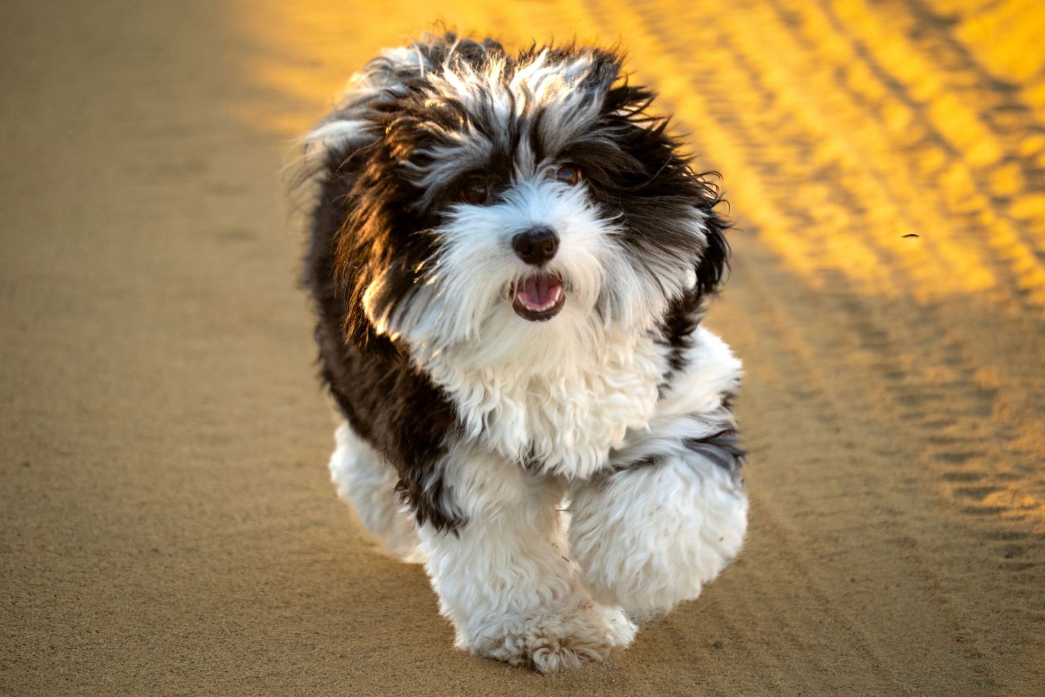 A fluffy black and white Havanese puppy runs playfully on sandy ground with tongue out in golden sunlight.