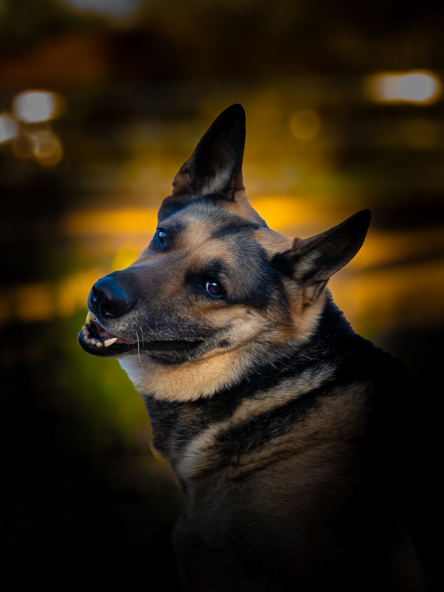 A majestic German Shepherd dog with alert ears and tan markings poses against a dark bokeh background.