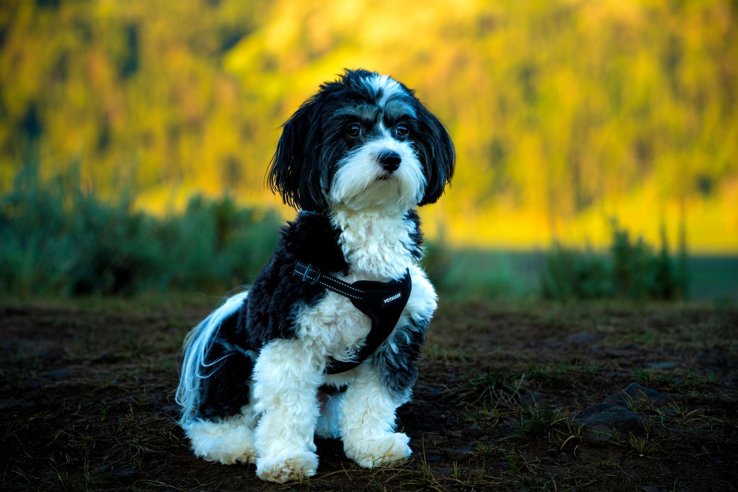 A black and white Havanese puppy sits outdoors on dark soil with a blurred green and yellow landscape background.