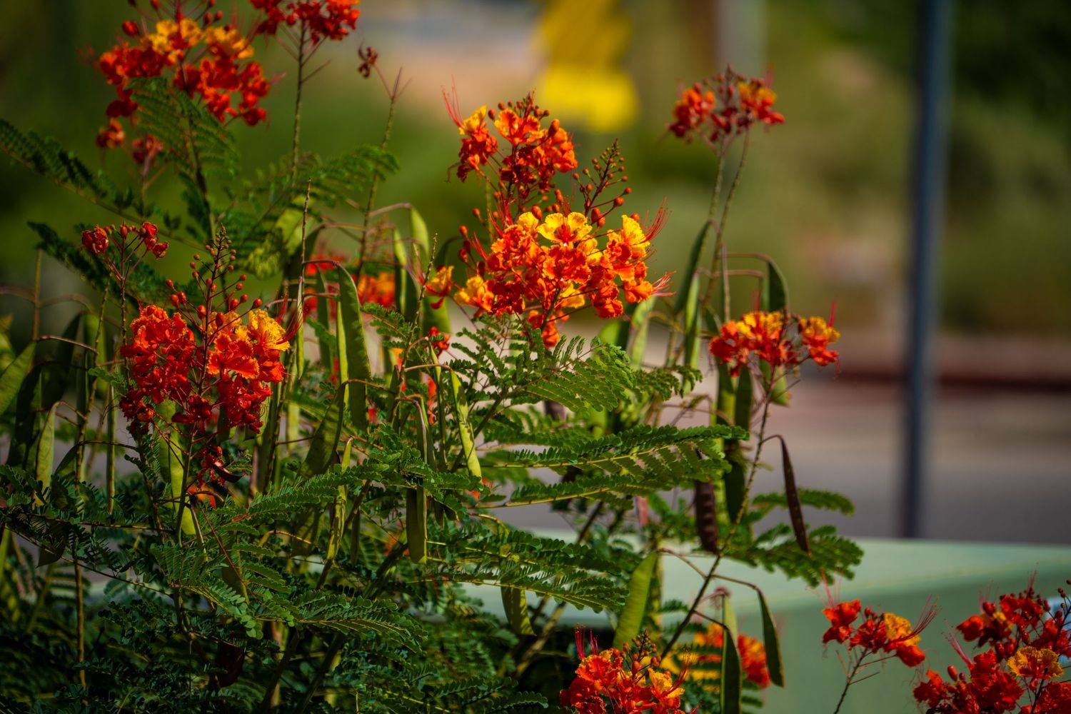 Vibrant red and orange Pride of Barbados flowers bloom among lush green ferns in a sunlit garden setting.