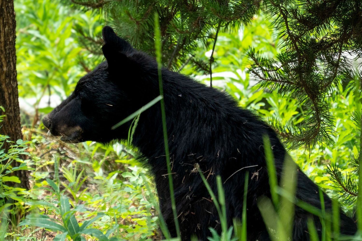 A black bear partially hidden among lush green forest undergrowth and pine tree branches in natural habitat.