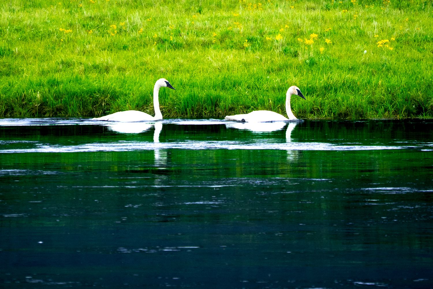 Two graceful white swans swimming side by side on a calm dark blue river with lush green grass in the background.
