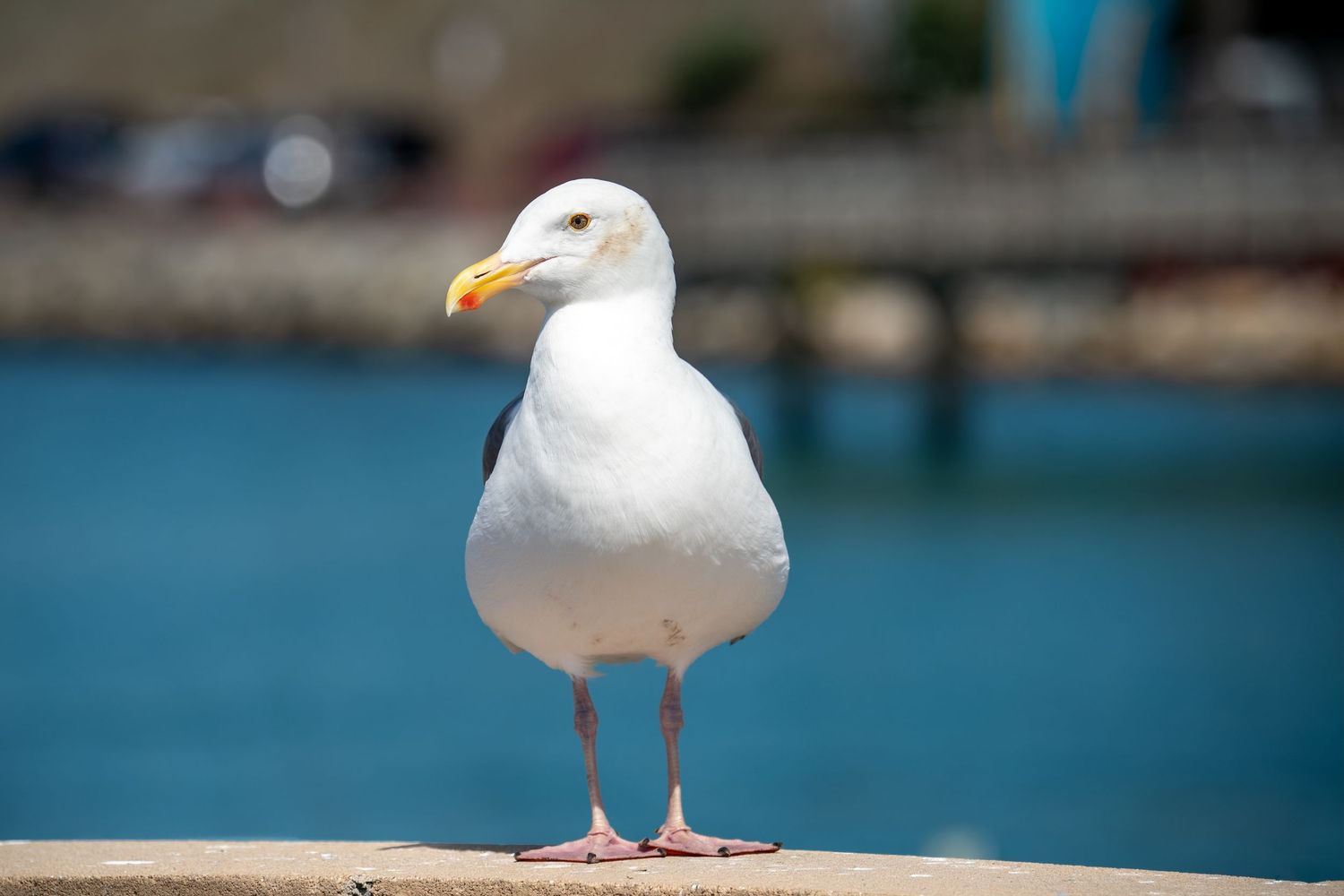 A white seagull with an orange beak stands confidently on a ledge near a blue harbor.