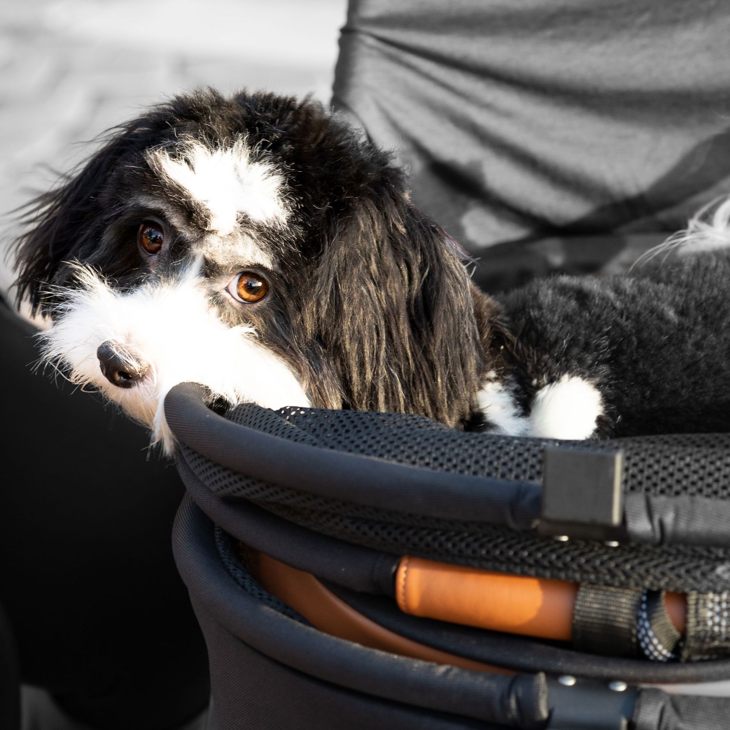 A fluffy black and white dog with amber eyes peers over the edge of a pet stroller basket outdoors.