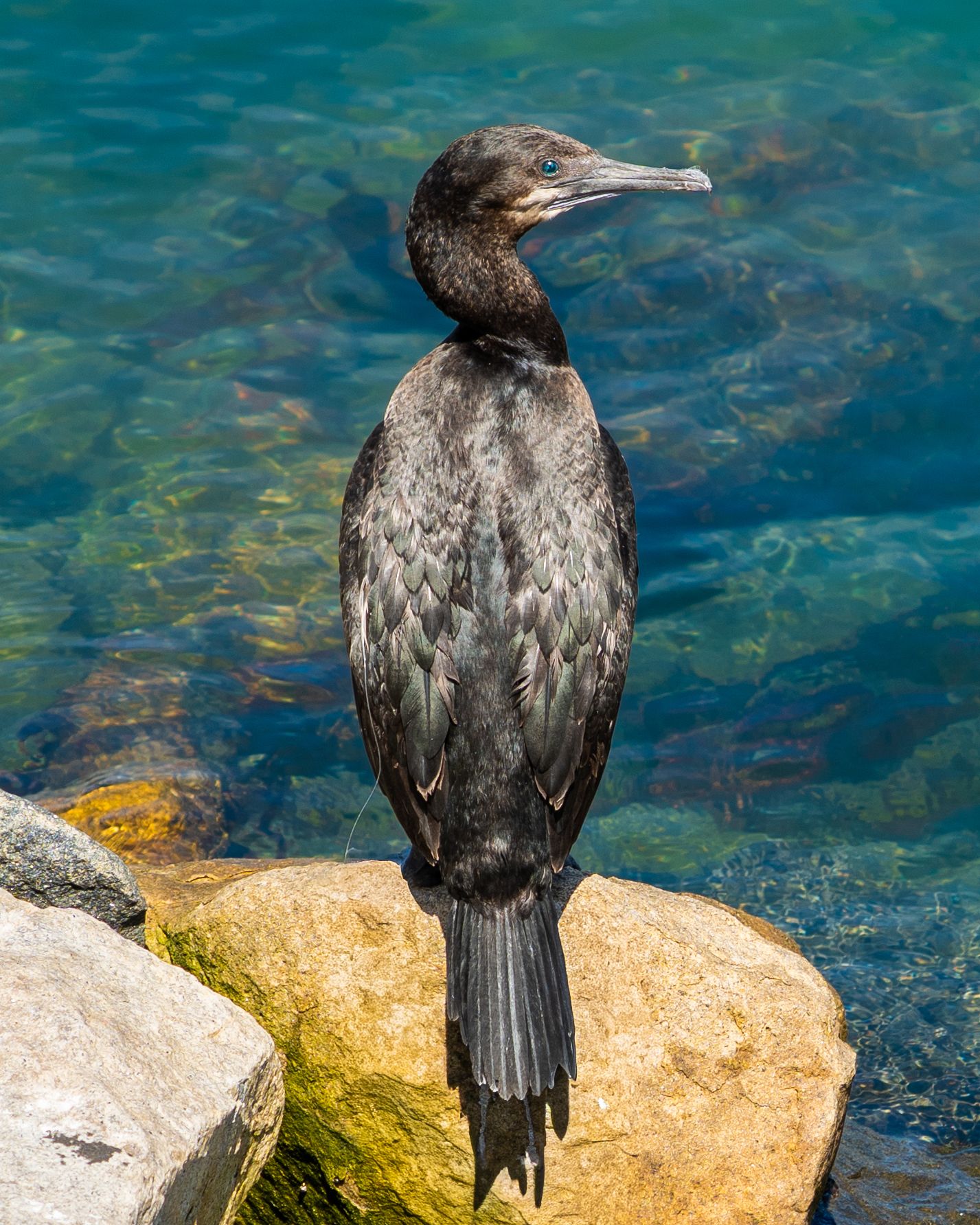 A dark-feathered cormorant perched on a rocky shoreline with turquoise water in the background.
