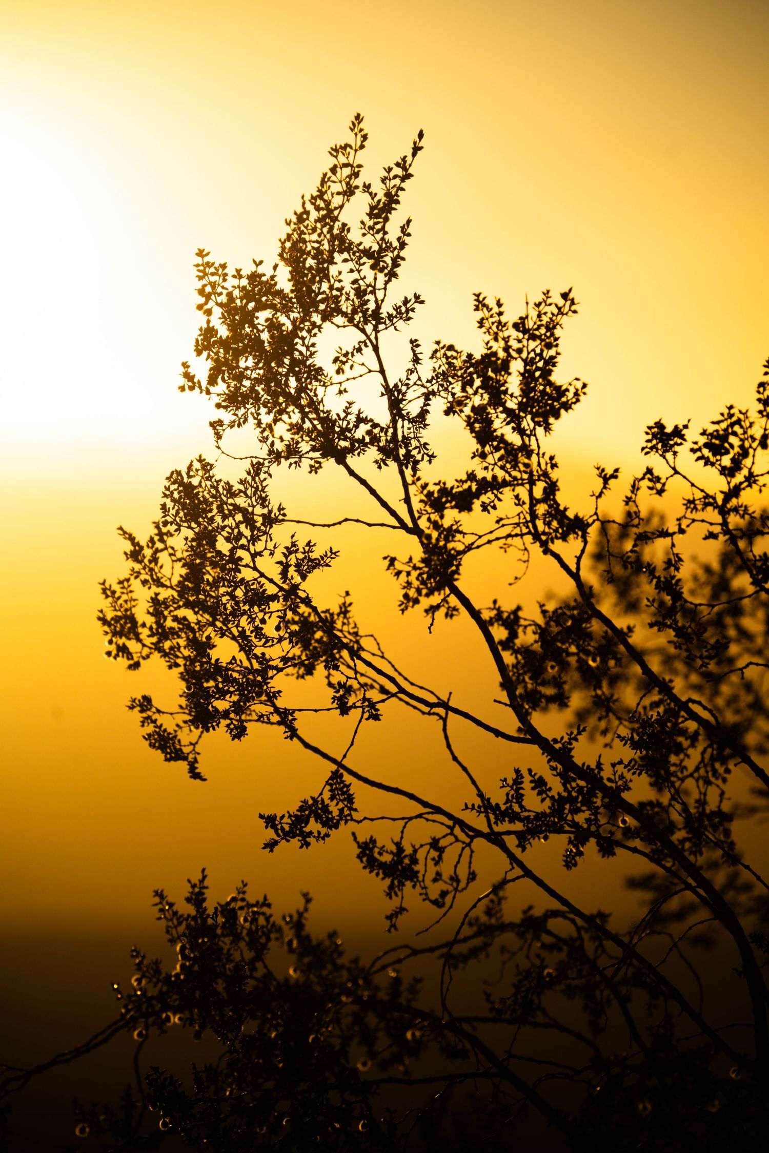 Silhouette of tree branches with small leaves against a golden orange sunset sky.