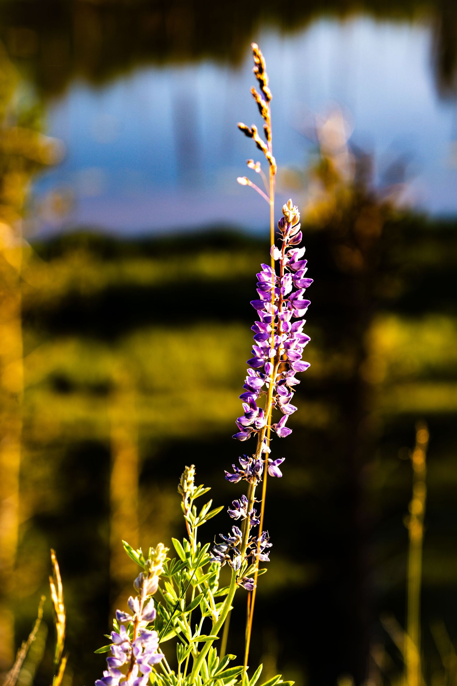 Purple lupine flower spike blooms in golden sunlight near a reflective pond with green trees in the background.