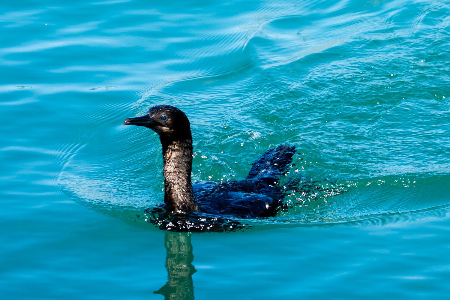 A dark-feathered cormorant swimming gracefully in vibrant turquoise blue ocean water.