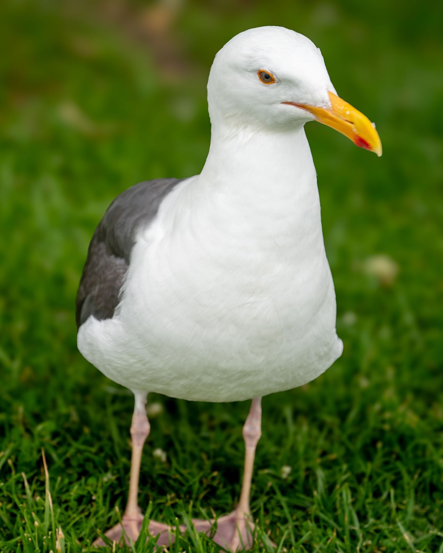 A white seagull with gray wings and an orange beak stands on green grass, facing the camera.