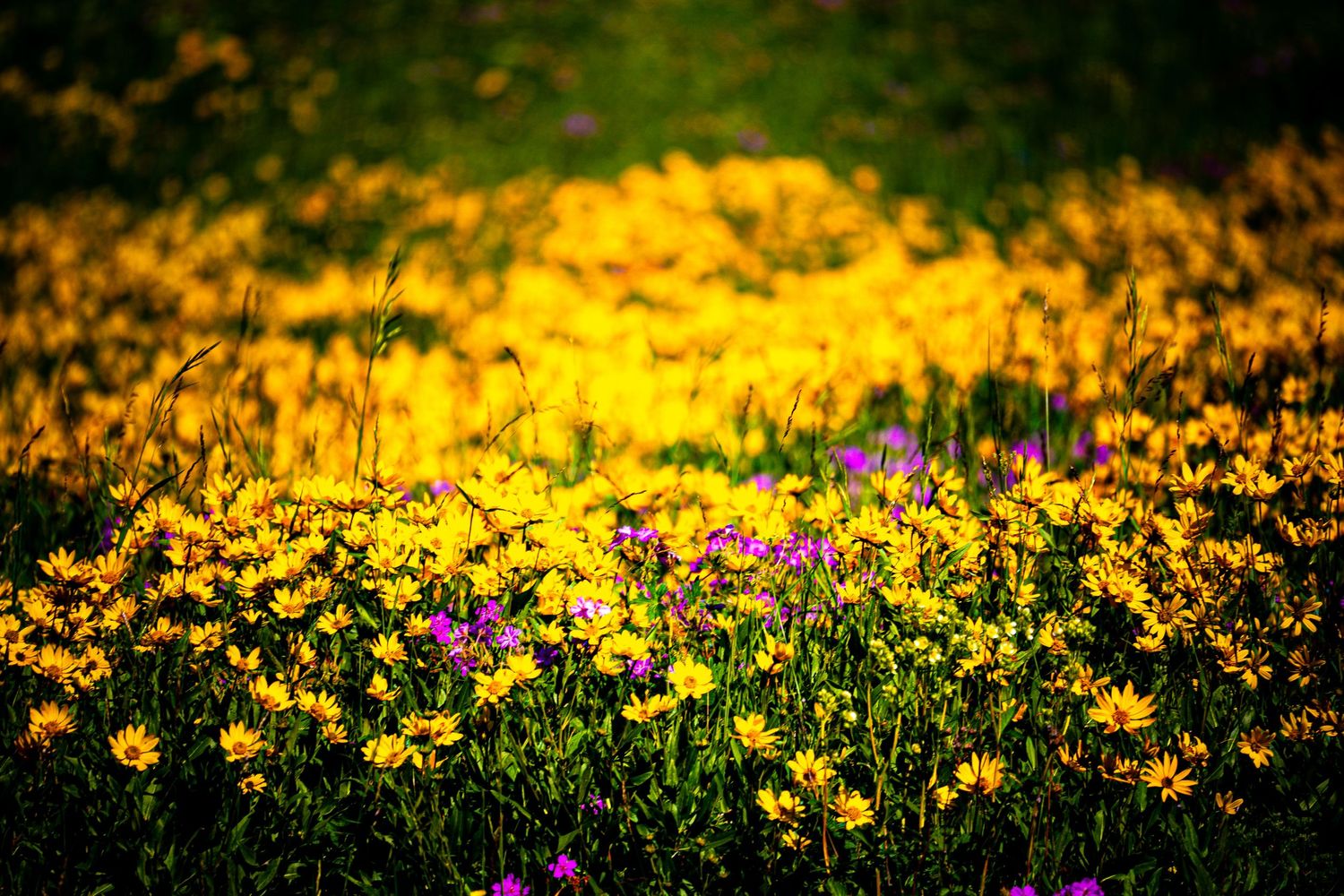 A vibrant field of yellow and purple wildflowers bathed in warm sunlight, creating a stunning natural meadow display.