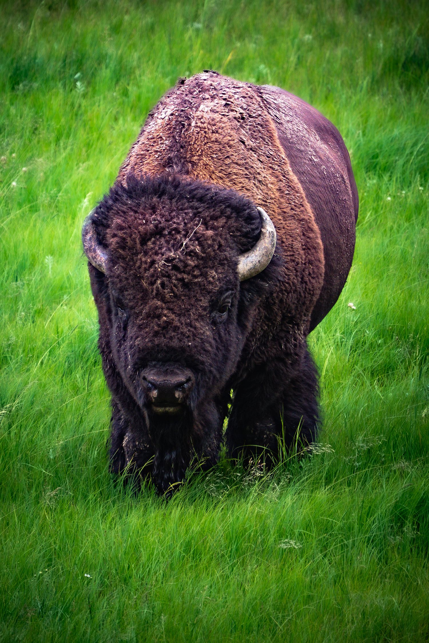 A massive American bison with curved horns grazes on lush green grass, its thick brown fur coat prominently displayed.