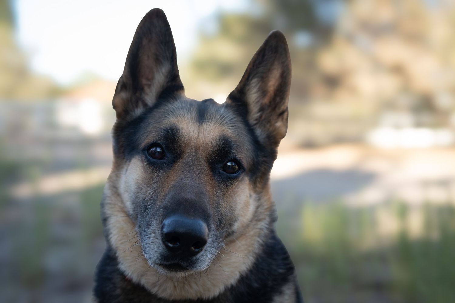 Close-up portrait of an alert German Shepherd dog with tan and black markings against a blurred outdoor background.