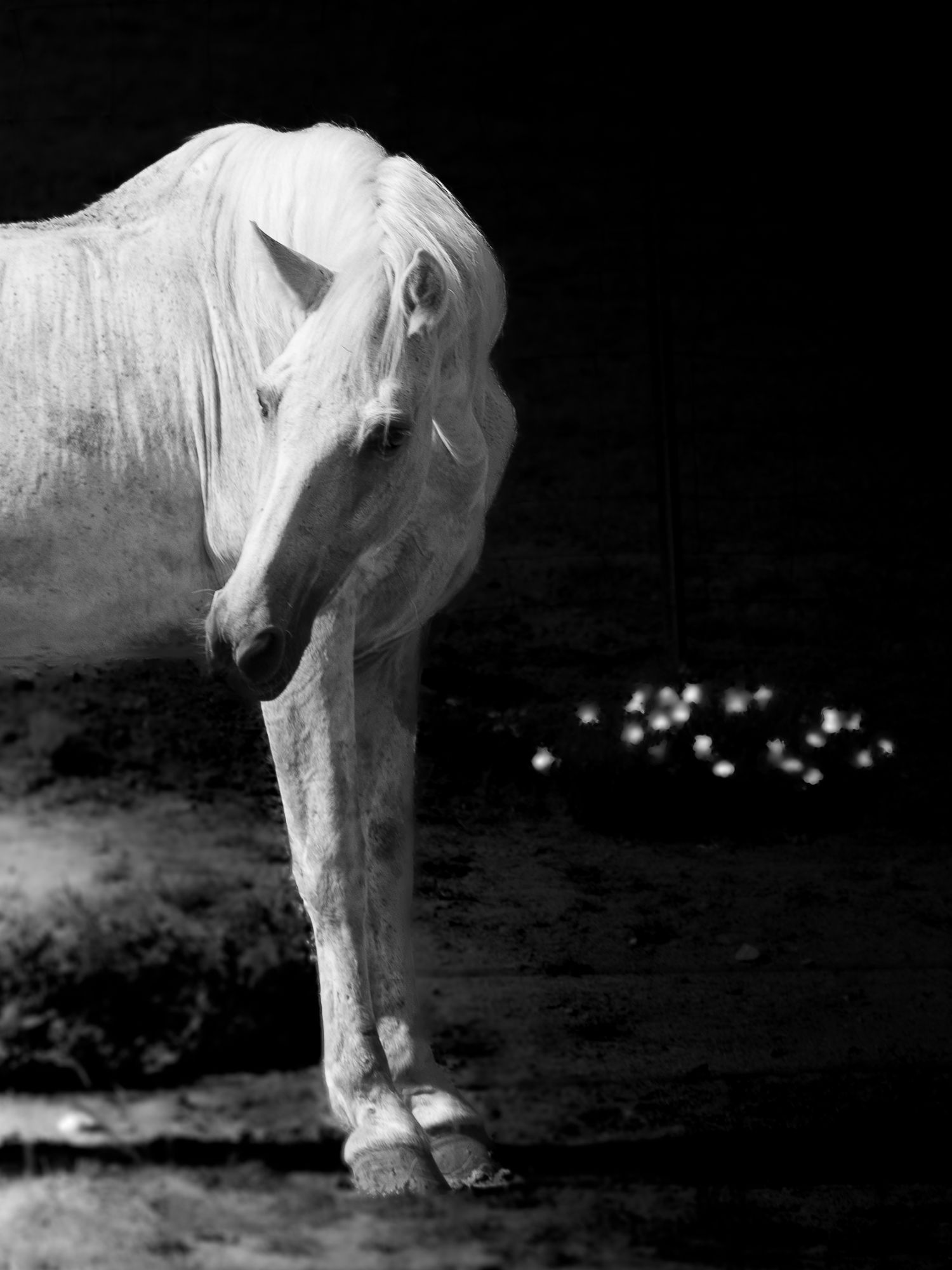 Black and white photo of a white horse standing in darkness, head lowered gracefully.