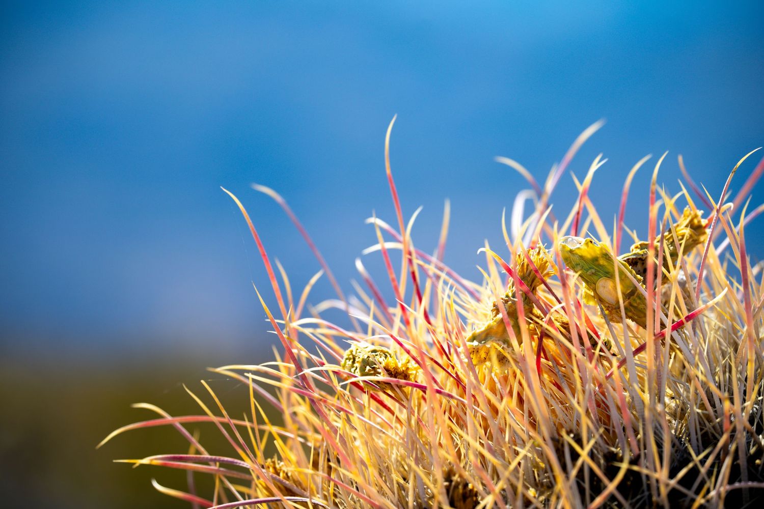 Close-up of a vibrant cactus with red-tipped spines and yellow-green growth against a blurred blue sky background.