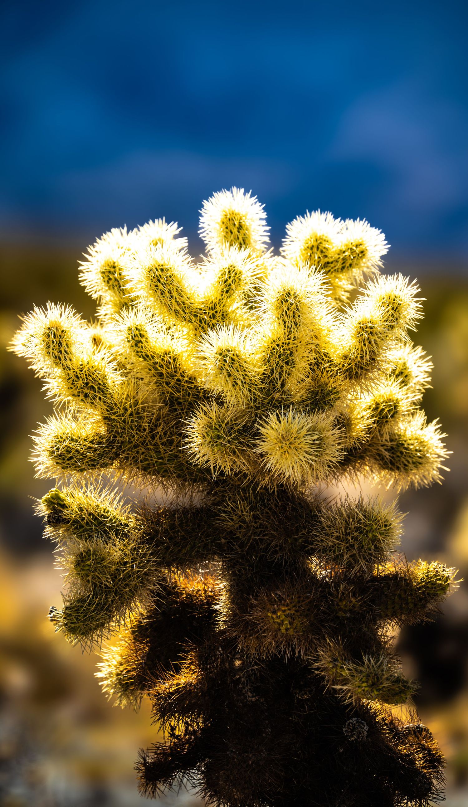 Glowing cholla cactus backlit by golden sunlight against a blurred blue sky in the desert.