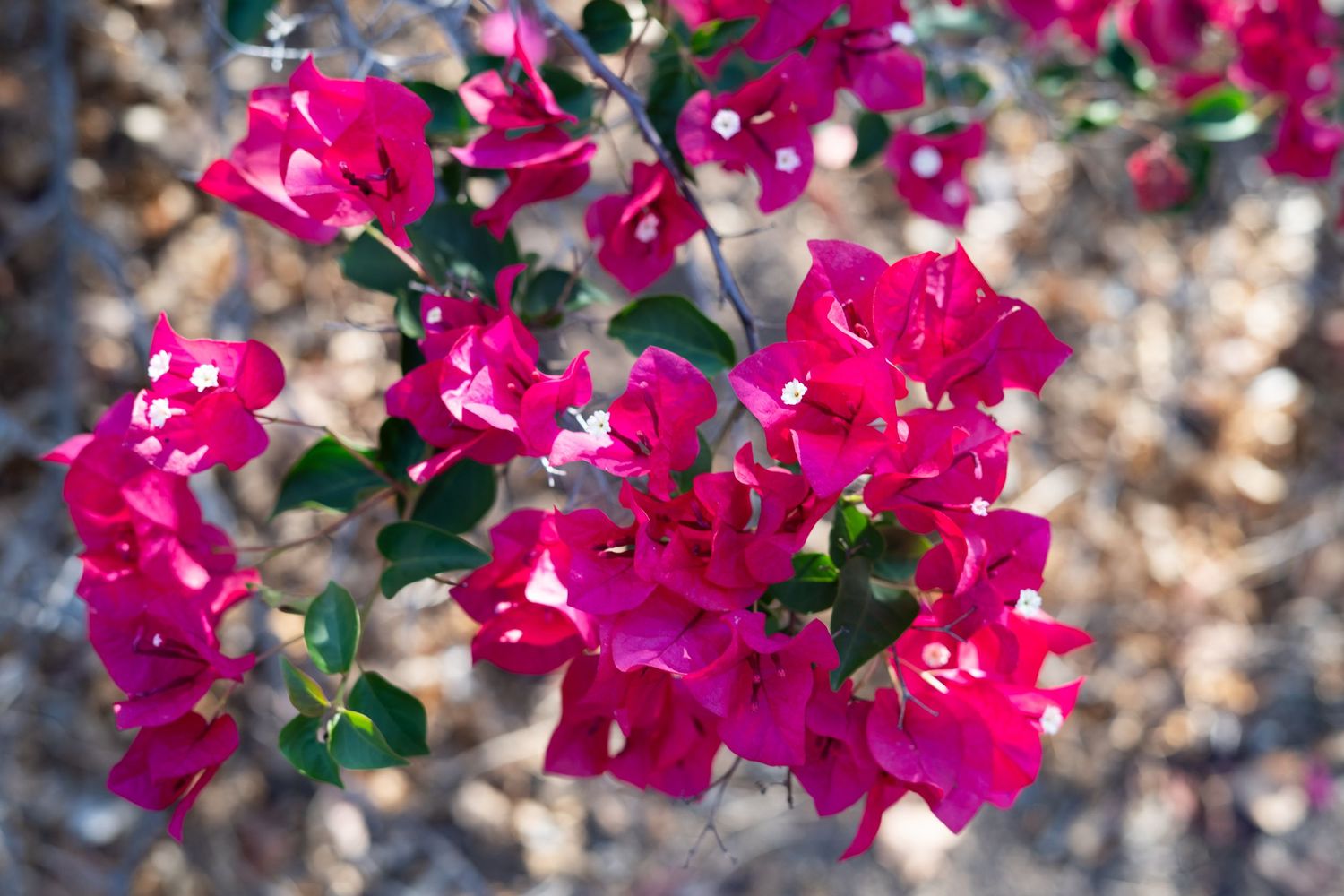 Vibrant magenta bougainvillea flowers with green leaves blooming in bright sunlight against a blurred natural background.