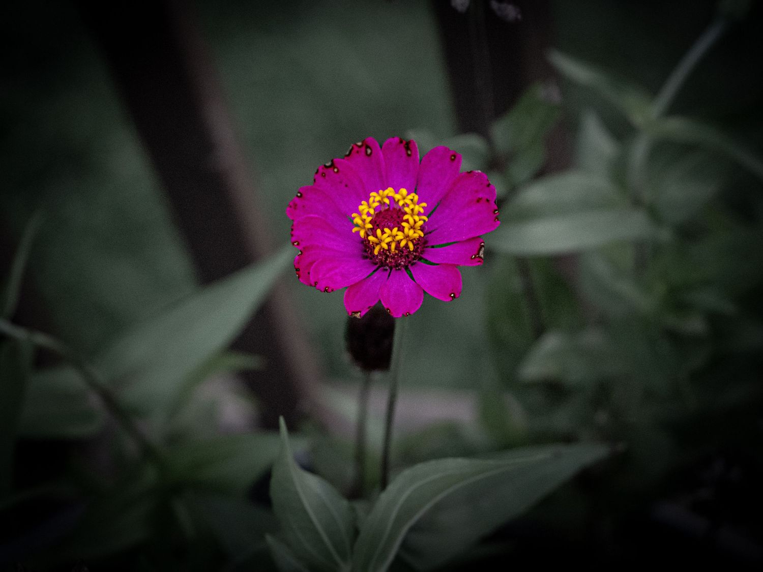 Vibrant magenta zinnia flower with yellow center blooms against a dark, desaturated green garden background.