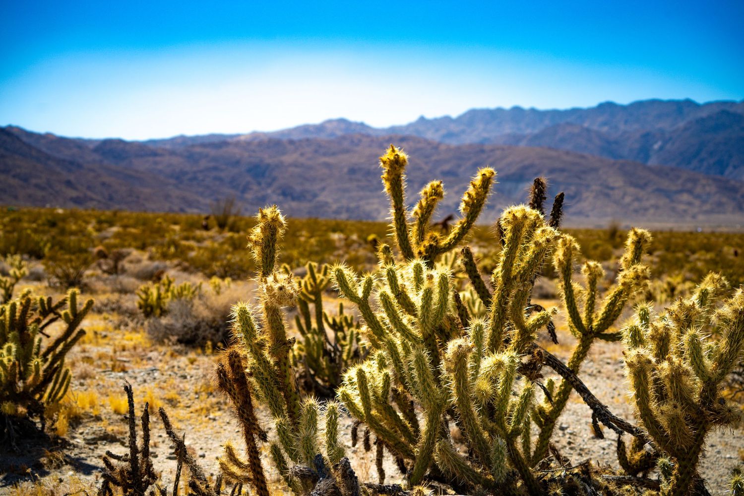 Cholla cacti in a vast desert landscape with rugged mountains and clear blue sky in the background.