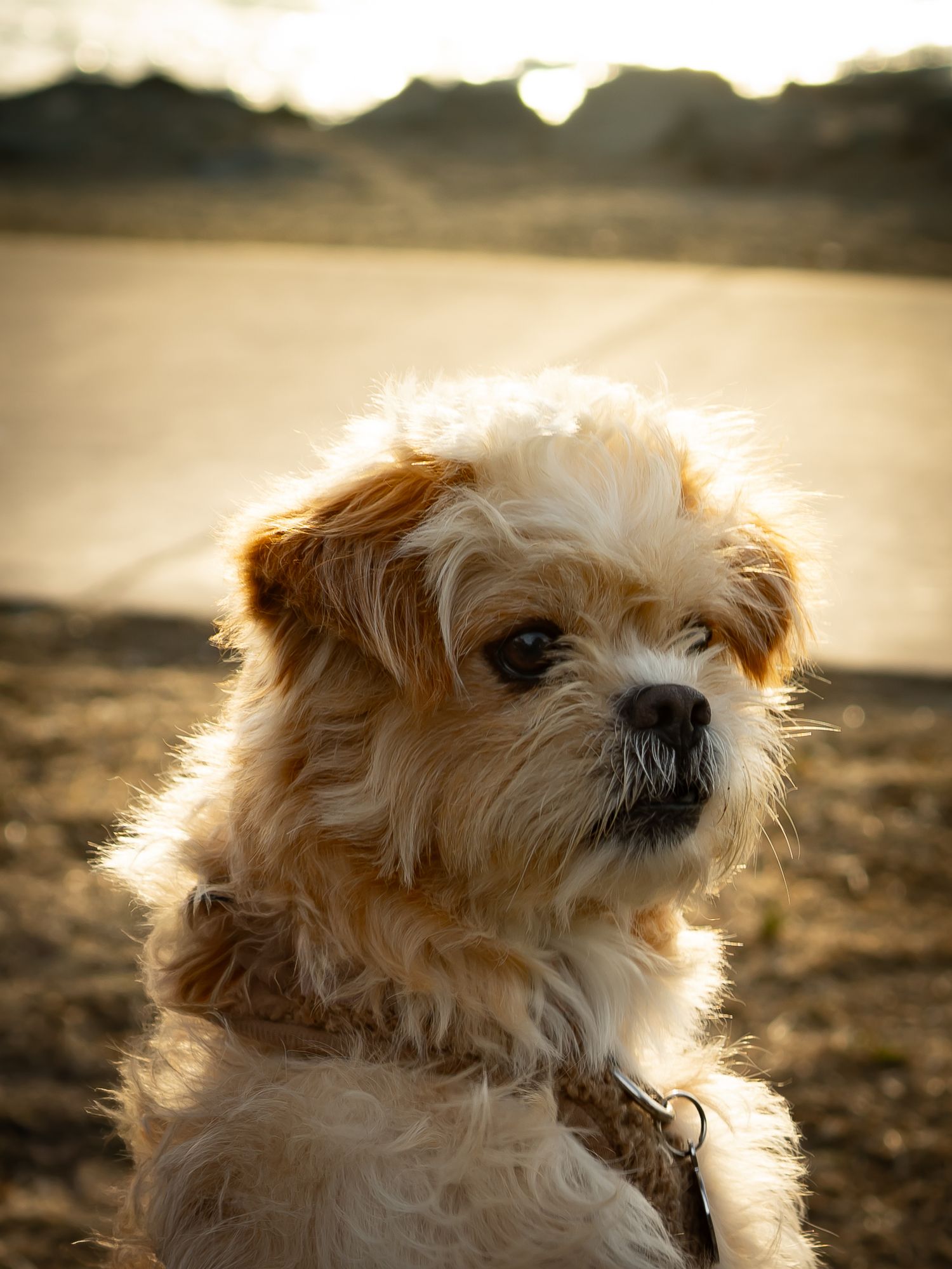 Fluffy Shih Tzu puppy with golden fur sits outdoors at sunset near a lake, glowing in warm backlit light.