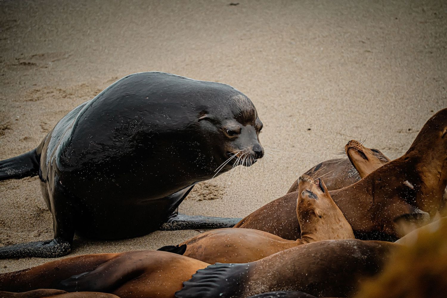 A dark sea lion asserting dominance over a group of brown sea lions resting on sand.