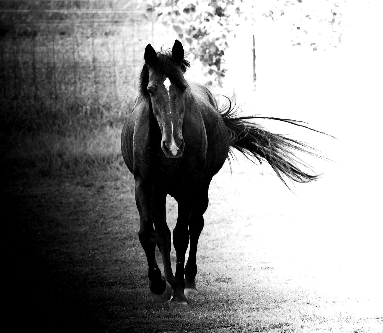 Black and white photo of a dark horse running toward the camera with its tail flowing dramatically in the wind.