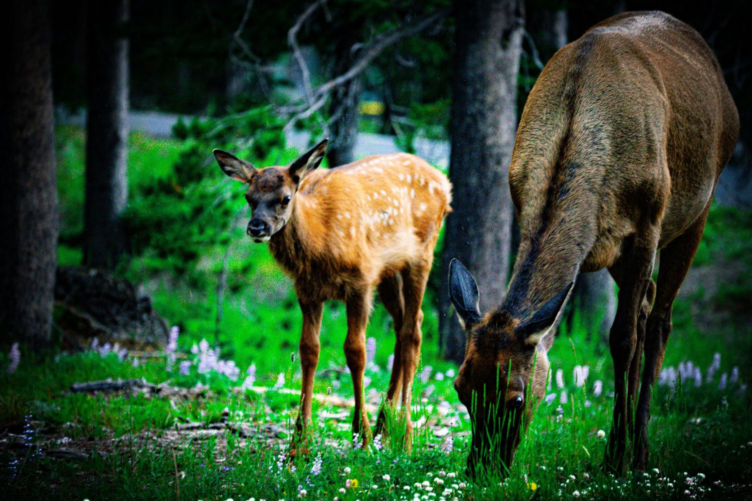 A young elk fawn stands beside its grazing mother in a lush green forest clearing with wildflowers.