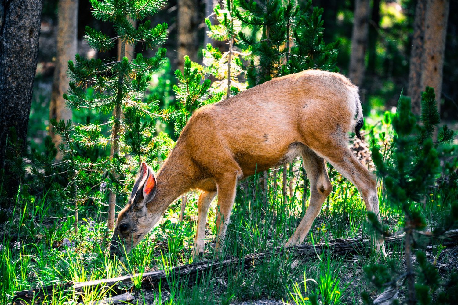 A white-tailed deer grazes on lush green vegetation in a sunlit forest with tall pine trees.