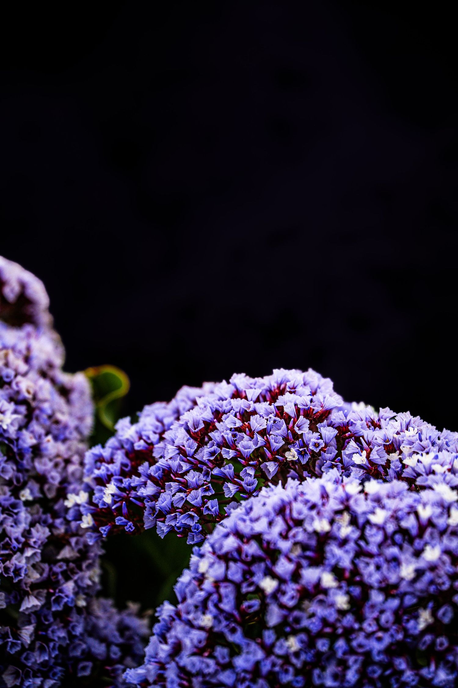 Close-up of vibrant purple hydrangea clusters blooming against a dramatic dark black background.