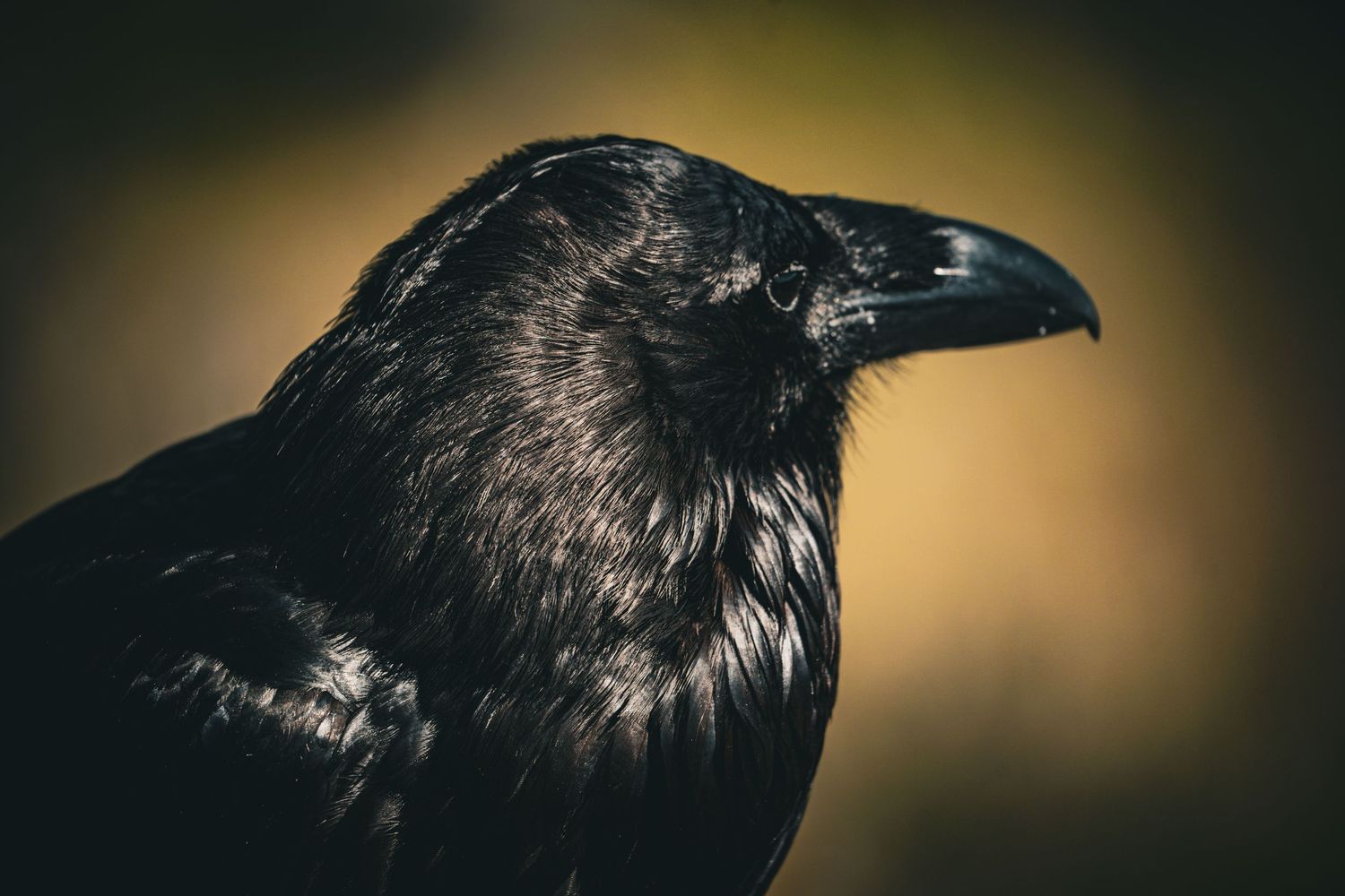 Close-up portrait of a black raven with glossy feathers and sharp beak against a warm bokeh background.