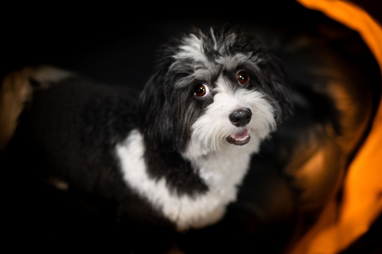 Adorable black and white Havanese dog looking up with bright eyes against a dark background.