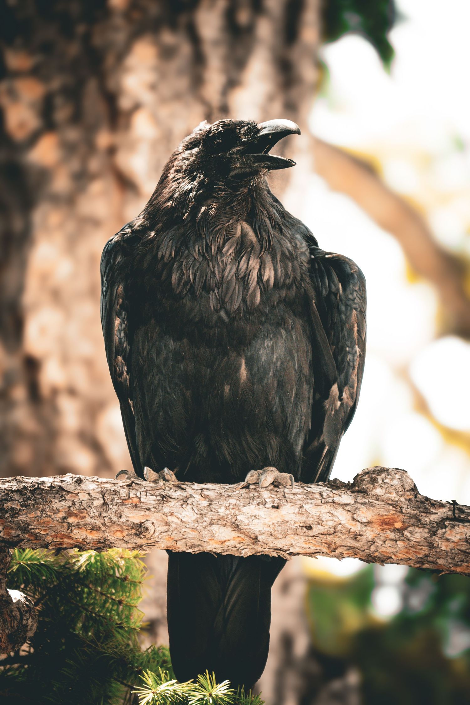 A black raven perched on a tree branch with its beak open, set against a blurred forest background.