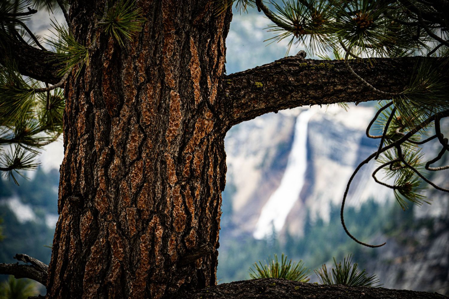 Close-up of a rugged pine tree trunk with branches framing a misty waterfall in Yosemite National Park.
