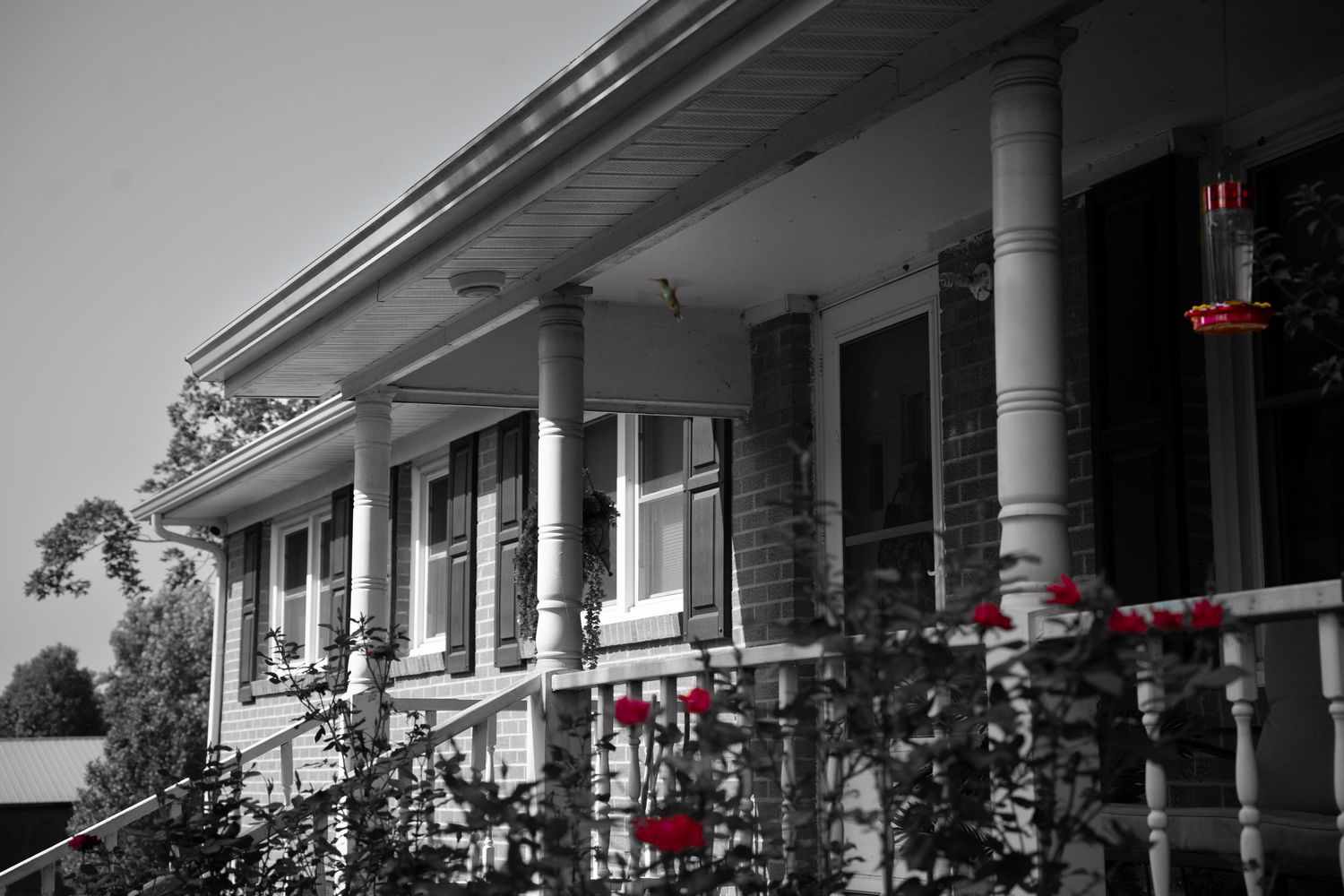 Black and white photo of a classic Southern porch with white columns, black shutters, and vibrant red roses in selective color.