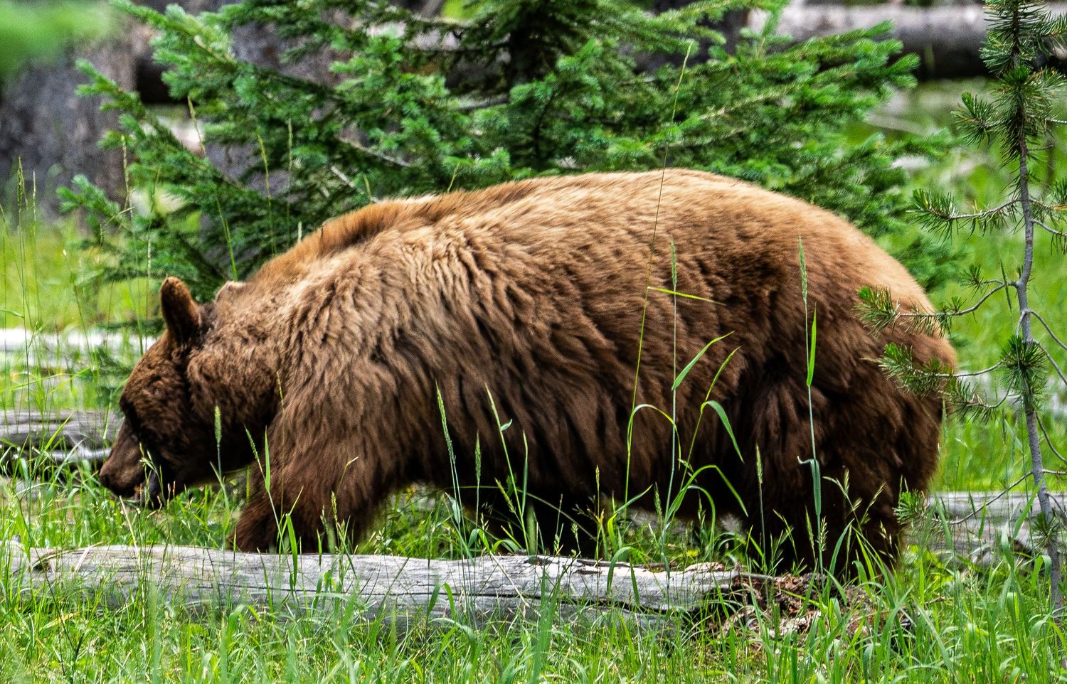 A large brown bear forages in lush green grass near fallen logs and evergreen trees in a forest setting.