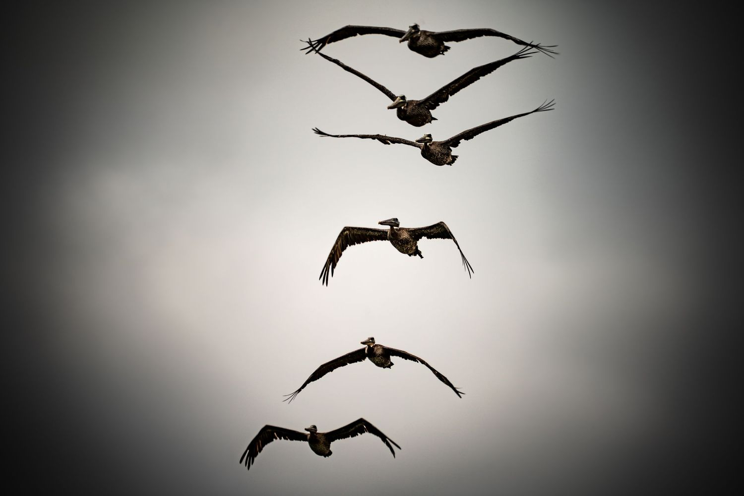 Five pelicans soaring in formation against a gray sky, captured in dramatic silhouette from below.