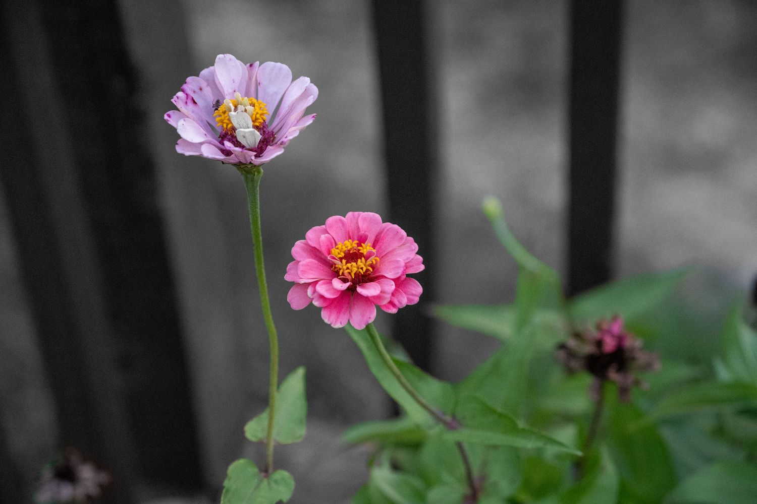 Two vibrant zinnia flowers, pink and lavender, blooming in a garden with a blurred gray fence background.
