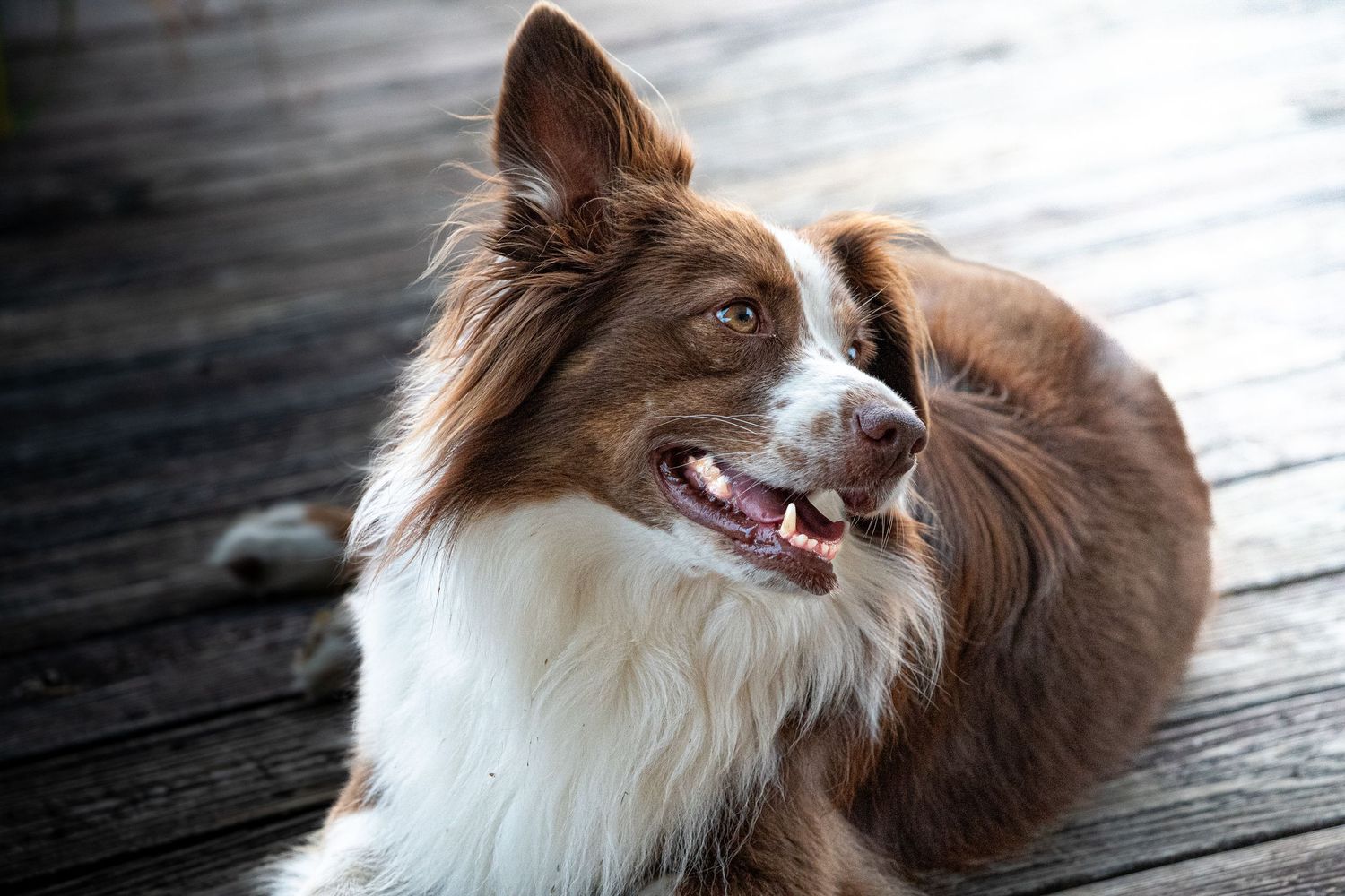 A fluffy brown and white Border Collie dog lying on a wooden deck with mouth open, looking alert and happy.