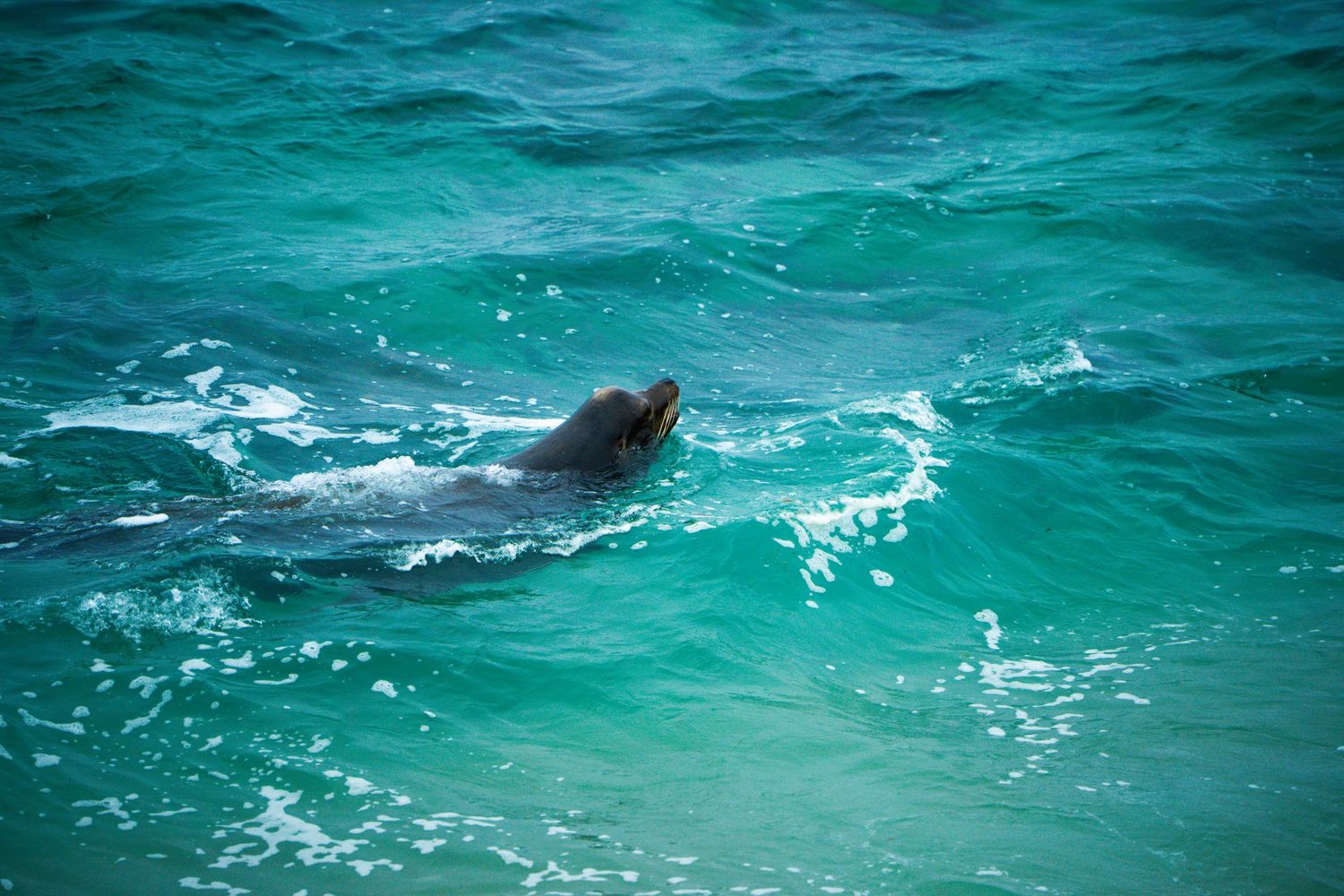A sea lion swimming gracefully through vibrant turquoise ocean waters, its dark head visible above the surface.
