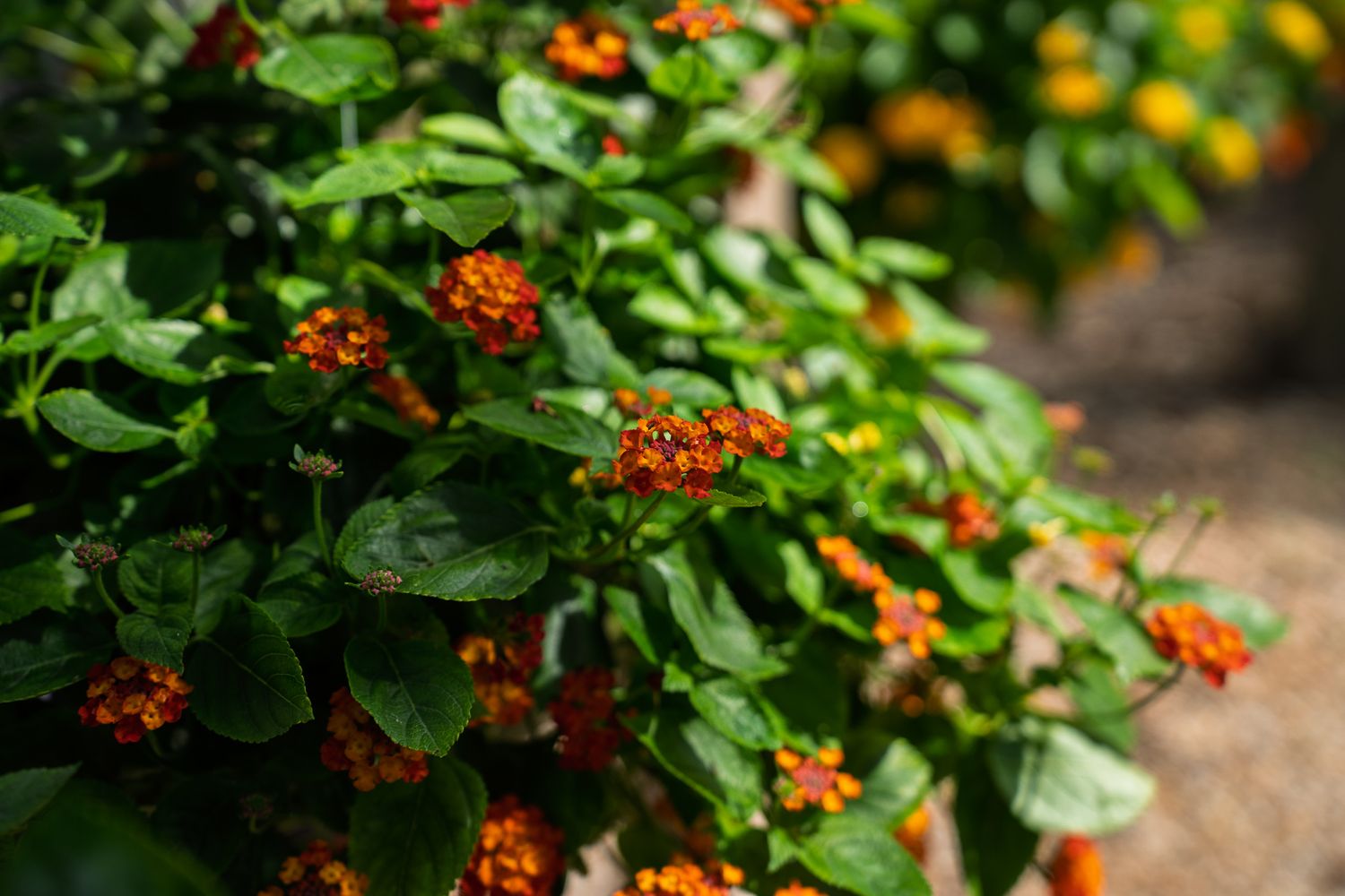 Orange and yellow flowering plants displayed throughout the landscaped grounds of Bluffton Farm and Flea in Bluffton, South Carolina.
