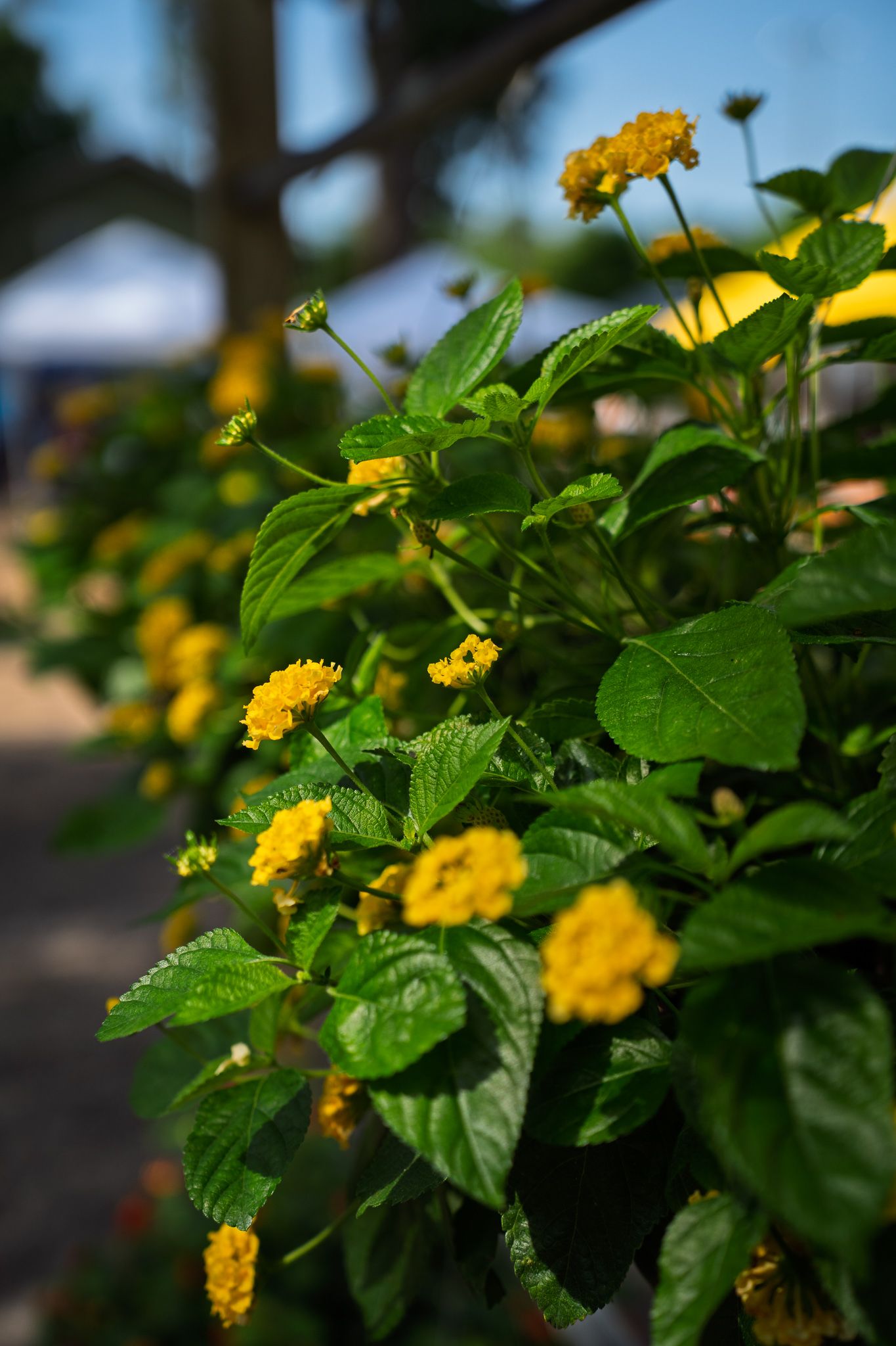 Close up of yellow lantana flowers growing among landscaped gardens at Bluffton Farm and Flea in Bluffton, South Carolina.