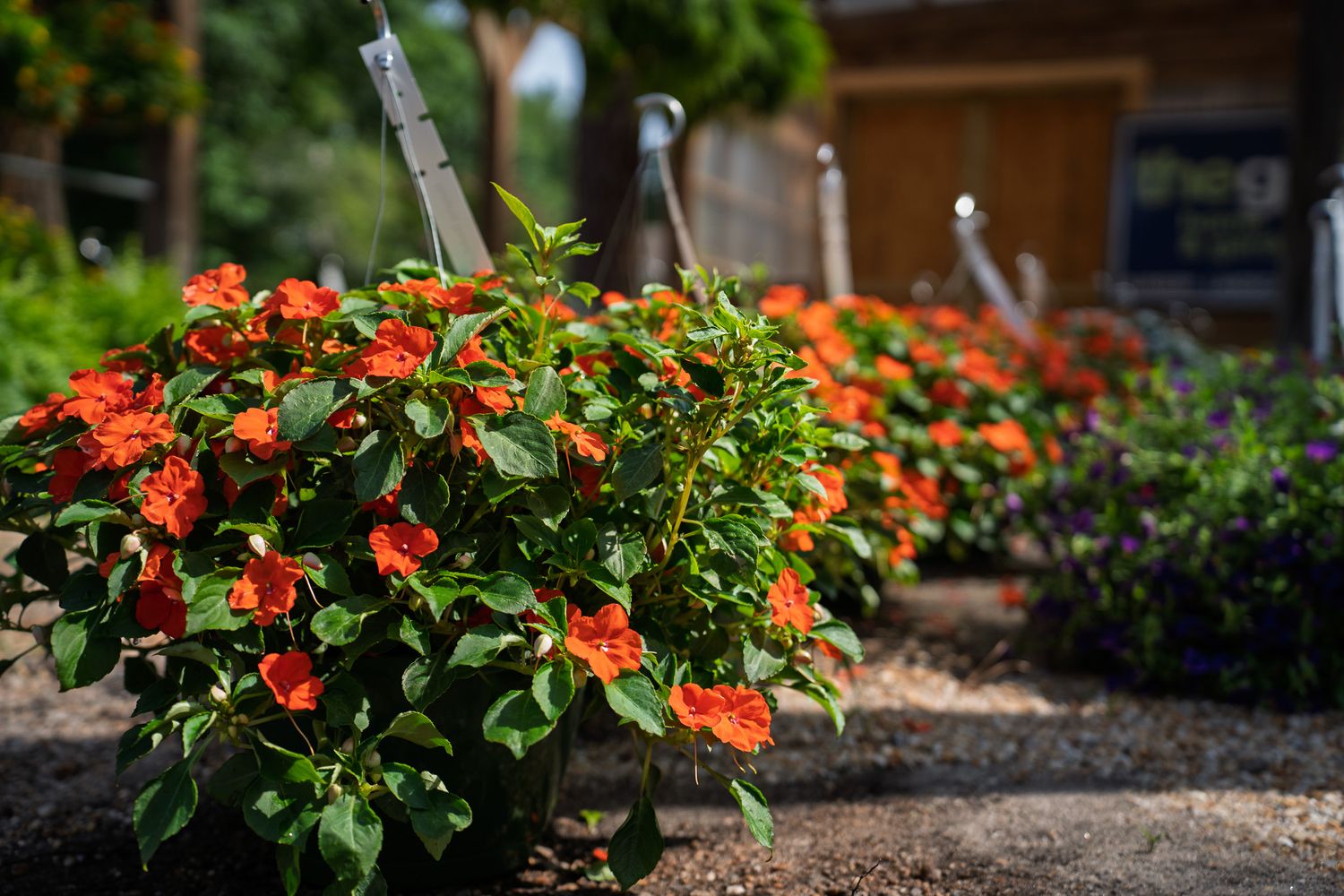 Bright orange hanging flower baskets on display during the Bluffton Farm and Flea grand opening in Bluffton, South Carolina.